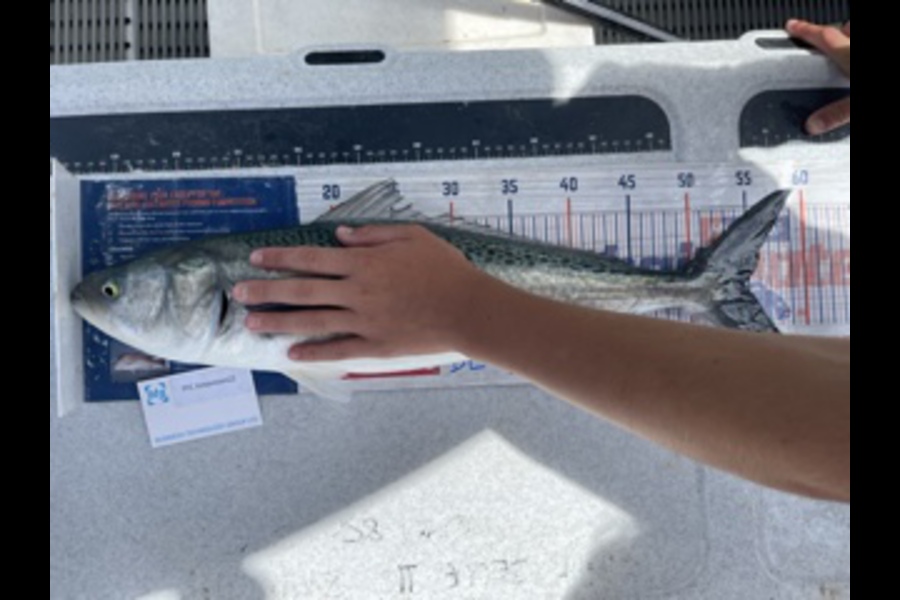 Brendan Lochead caught this 54cm Kahawai at Noisies during The OBC Fishing Competition