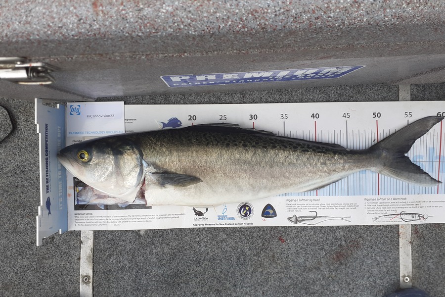 Lakis Panteli caught this 54.0cm Kahawai at Admin bay during The OBC Fishing Competition