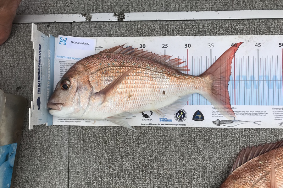David Ransom caught this 38.5cm Snapper at Noisies  during The OBC Fishing Competition