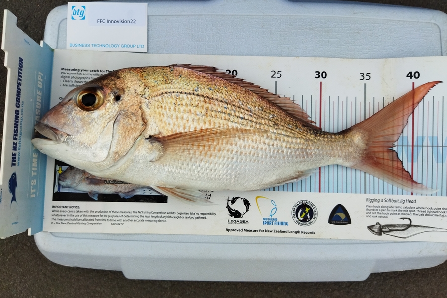 Simon Adamson caught this 38.0cm Snapper at Hauraki Gulf during The OBC Fishing Competition