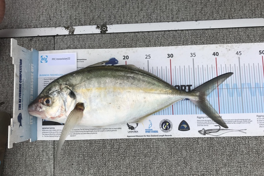 David Ransom caught this 37cm Other at Noisies  during The OBC Fishing Competition
