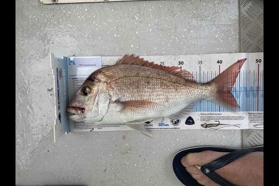 Grant Glover caught this 42.5cm Snapper at Rangitoto channnel during The OBC Fishing Competition