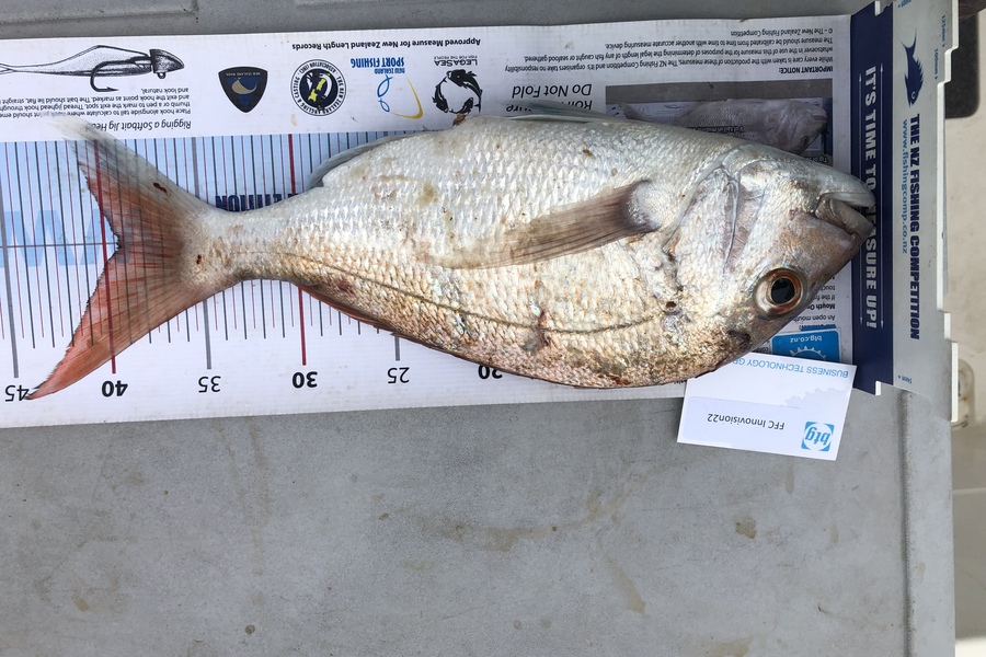 Andrew King caught this 39.0cm Snapper at Noises during The OBC Fishing Competition