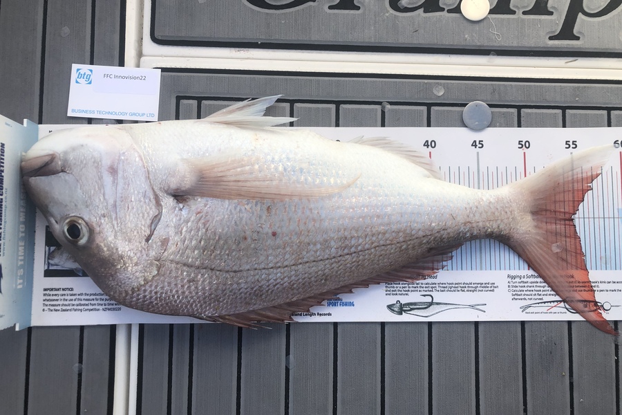 Warren Newman caught this 54.5cm Snapper at Waiheke  during The OBC Fishing Competition