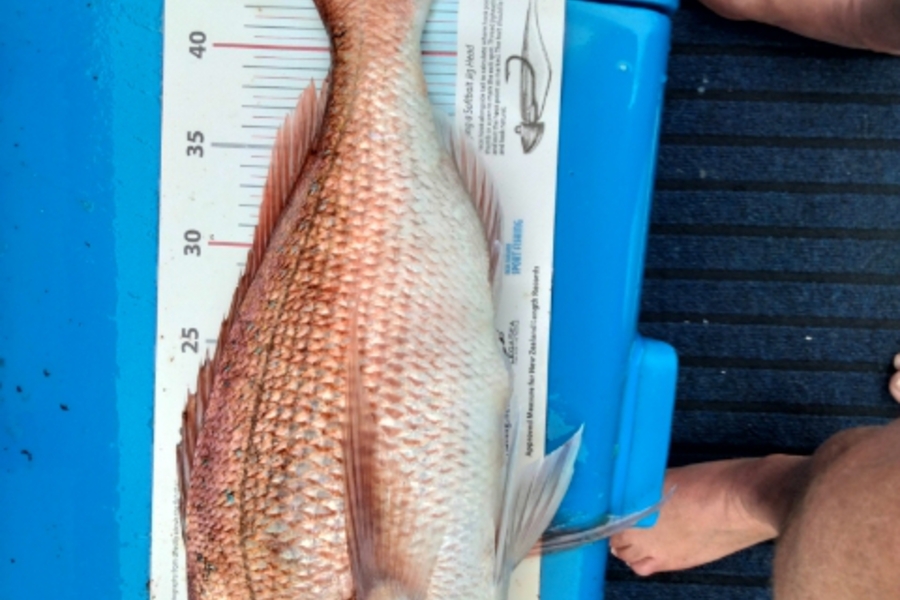 Graham Dick caught this 48.0cm Snapper at hauraki gulf during The OBC Fishing Competition