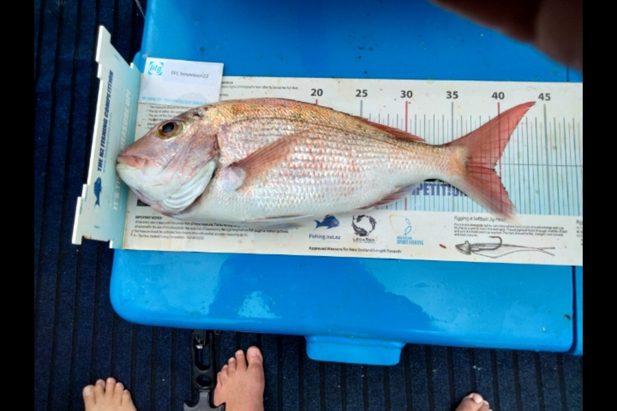 Graham Dick caught this 39.5cm Snapper at hauraki gulf during The OBC Fishing Competition