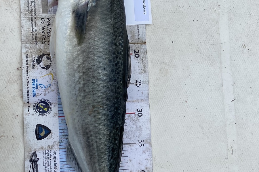 Patrick Geals caught this 50.0cm Kahawai at Rakino during The OBC Fishing Competition