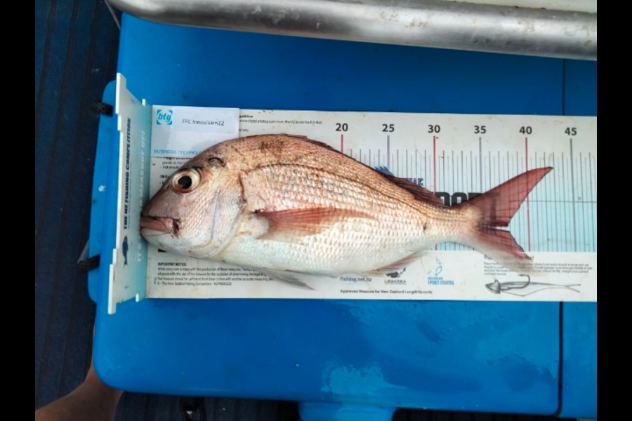 Graham Dick caught this 36.5cm Snapper at hauraki gulf during The OBC Fishing Competition
