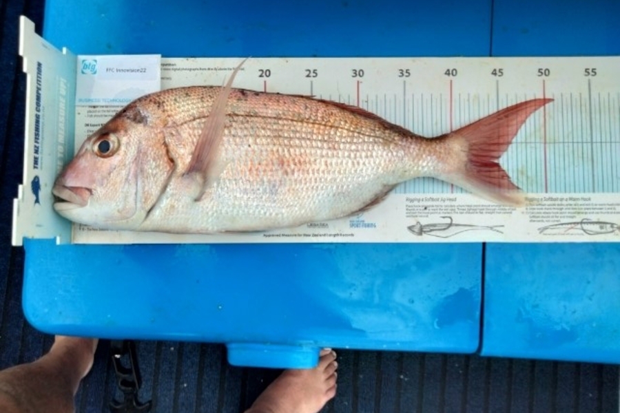 Graham Dick caught this 44.0cm Snapper at hauraki gulf during The OBC Fishing Competition