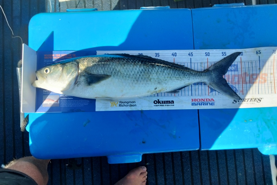 Graham Dick caught this 54.0cm Kahawai at Haurakigulf during The OBC Fishing Competition