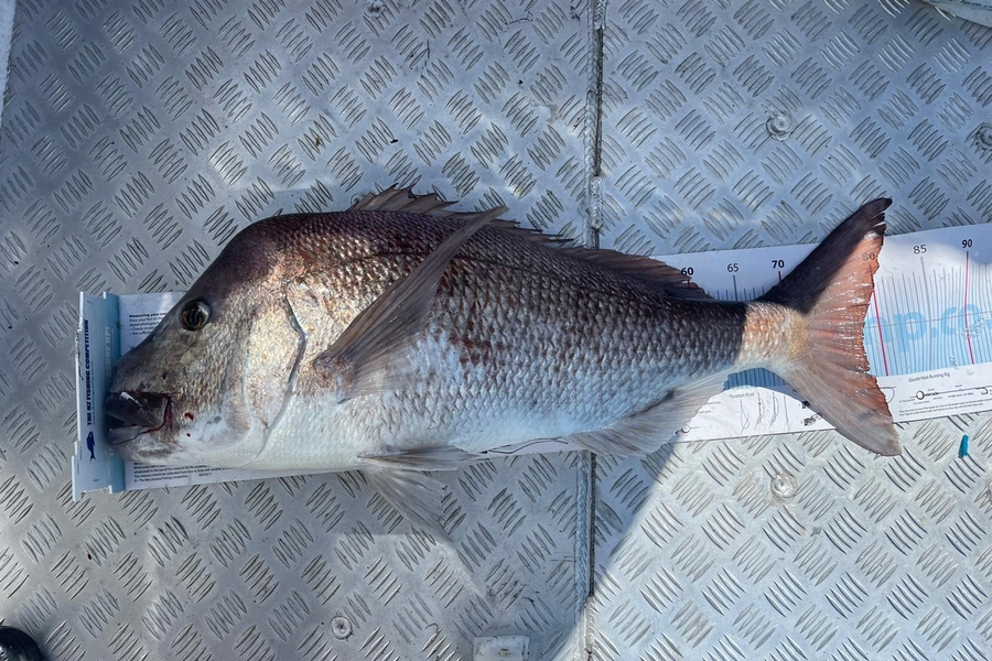 Manuel Greenland caught this 78.0cm Snapper at North of A-Bouy during The OBC Fishing Competition
