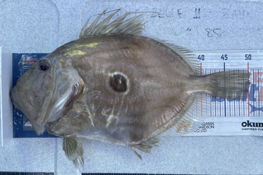 Brendan Lochead caught this 50.0cm John Dory at Rakino channel during The OBC Fishing Competition