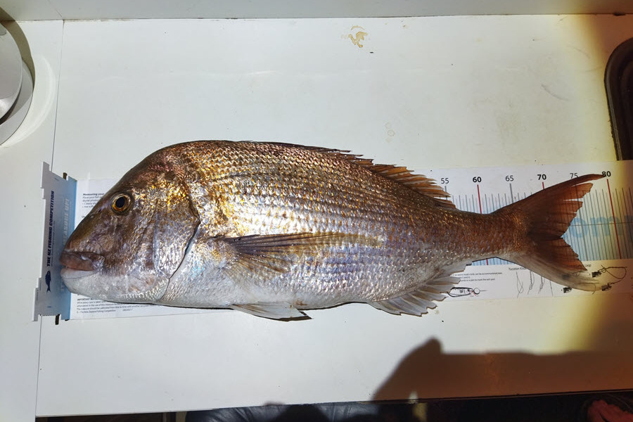 Simon Adamson caught this 71.5cm Snapper at Hauraki Gulf during The OBC Fishing Competition