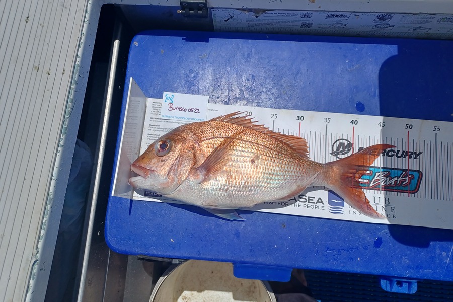 Philip Mackey caught this 41.0cm Snapper at David rock  during The OBC Fishing Competition