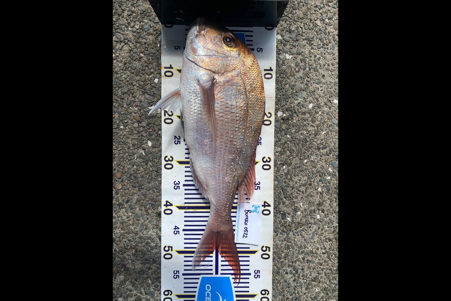 Verdon Kelliher caught this 49.0cm Snapper at Firth during The OBC Fishing Competition