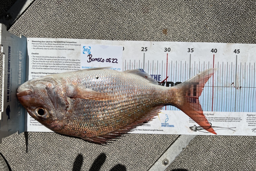 Paul  Gray caught this 37.0cm Snapper at Seargents chamnel during The OBC Fishing Competition