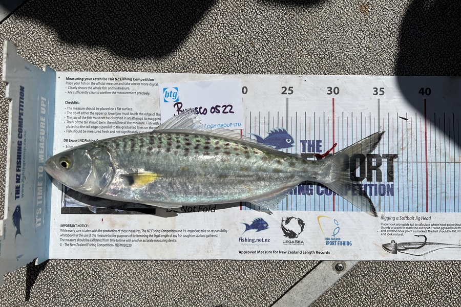 Paul  Gray caught this 32.0cm Kahawai at Station Bay during The OBC Fishing Competition