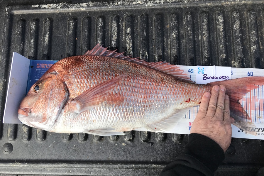 Graham Dick caught this 57.0cm Snapper at Noises during The OBC Fishing Competition