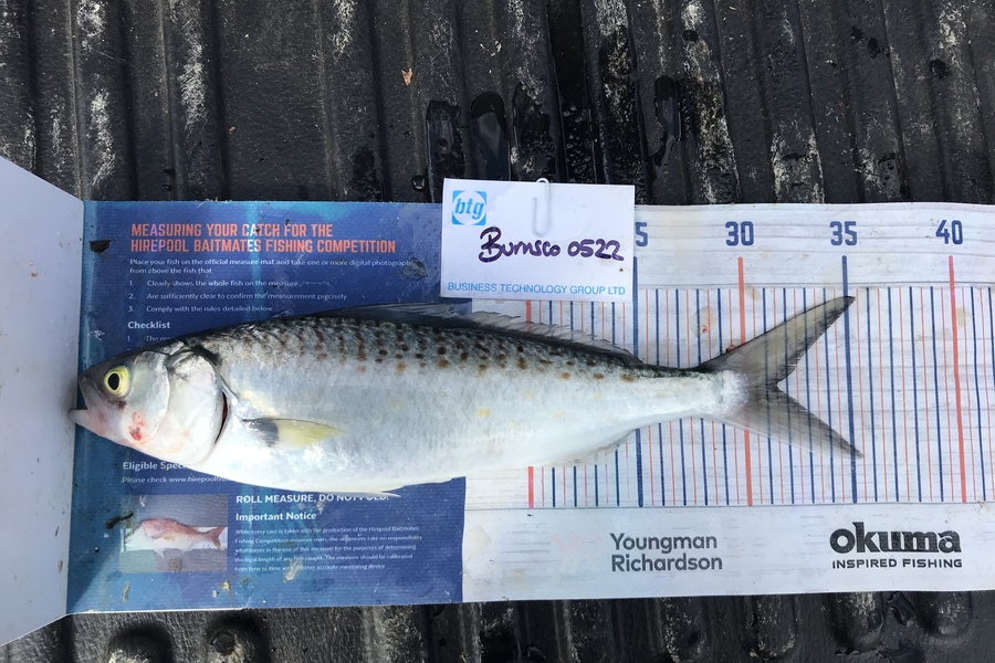 Graham Dick caught this 31.5cm Kahawai at Noises during The OBC Fishing Competition