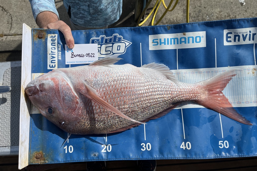 James MacQueen caught this 51.5cm Snapper at Gannet rock  during The OBC Fishing Competition