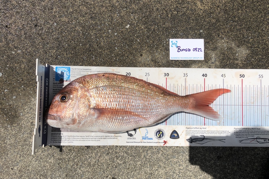 Jack Laity caught this 41.0cm Snapper at Waiheke during The OBC Fishing Competition