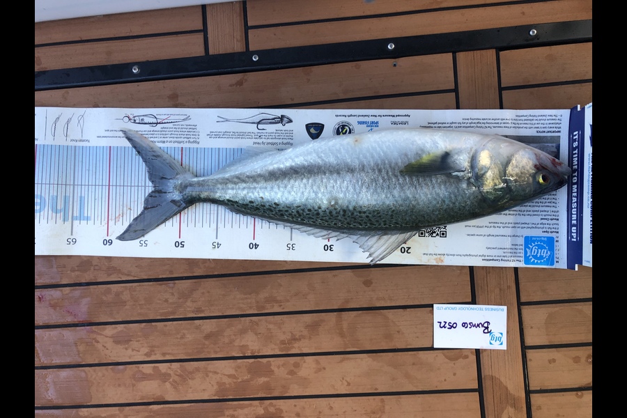 Jack Laity caught this 53.5cm Kahawai at Waiheke  during The OBC Fishing Competition