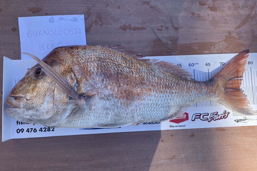 Kim Bayes caught this 75.5cm Snapper at Army bay during The OBC Fishing Competition