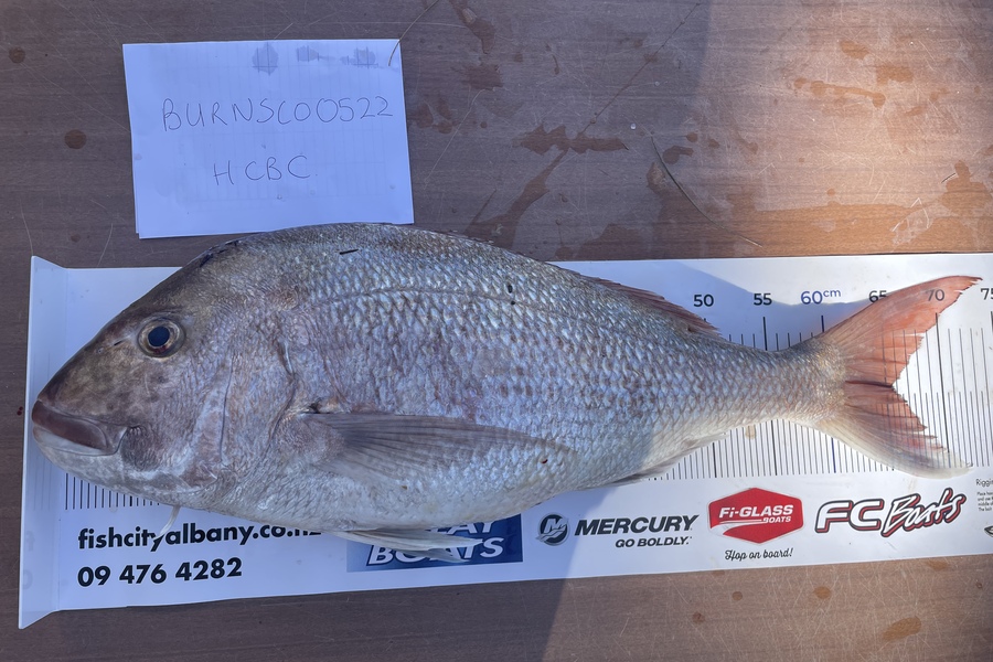 Kim Bayes caught this 65.5cm Snapper at Kawau during The OBC Fishing Competition