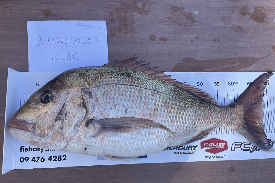 Kim Bayes caught this 68cm Snapper at Motuora during The OBC Fishing Competition