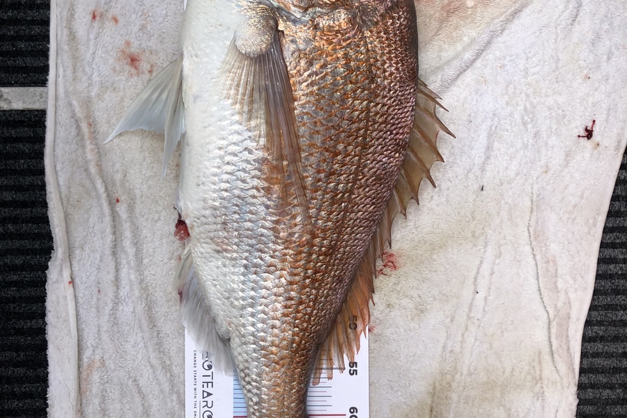 James Fleming caught this 71.0cm Snapper at Nth Gannet Rock during The OBC Fishing Competition