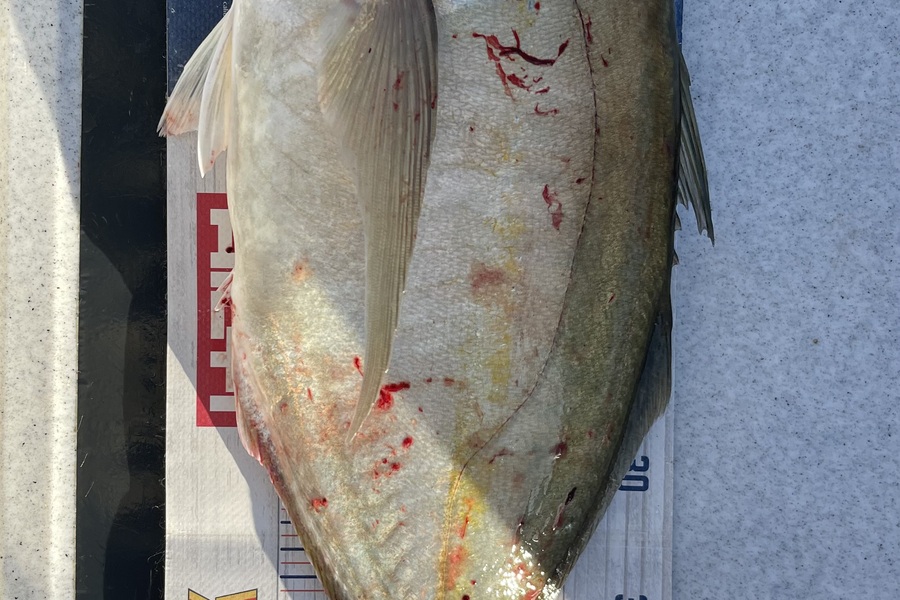 Brendan Lochead caught this 45.0cm Trevally at Waiheke during The OBC Fishing Competition