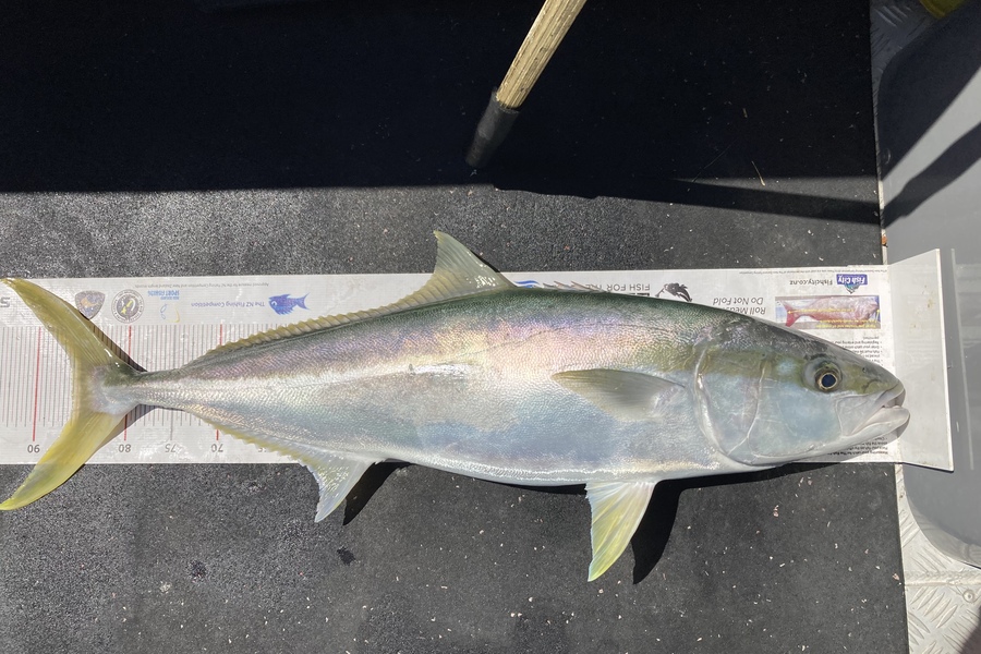 Yvonne Jones caught this 86.0cm Kingfish at Hauraki Gulf  during The OBC Fishing Competition