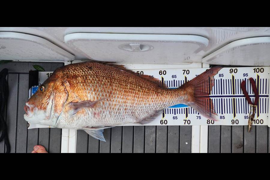 Verdon Kelliher caught this 80.0cm Snapper at Bay of Islands during The OBC Fishing Competition
