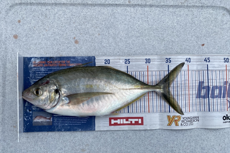 Brendan Lochead caught this 35.0cm Trevally at Whangamata during The OBC Fishing Competition