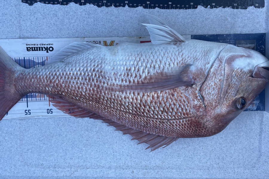 Brendan Lochead caught this 64.0cm Snapper at Rakino channel during The OBC Fishing Competition