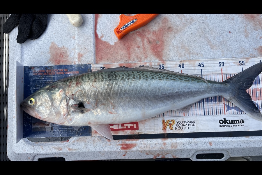Brendan Lochead caught this 55.5cm Kahawai at Administration bay during The OBC Fishing Competition
