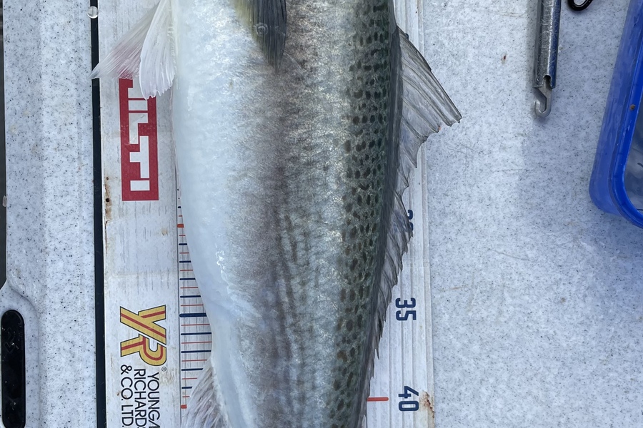 Brendan Lochead caught this 54.5cm Kahawai at Administration bay during The OBC Fishing Competition