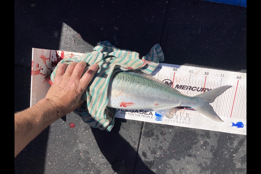 Yvonne Jones caught this 52.5cm Kahawai at Hauraki Gulf during The OBC Fishing Competition