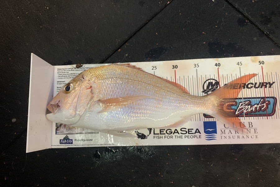 Colin Jones caught this 42cm Snapper at West is best during The OBC Fishing Competition
