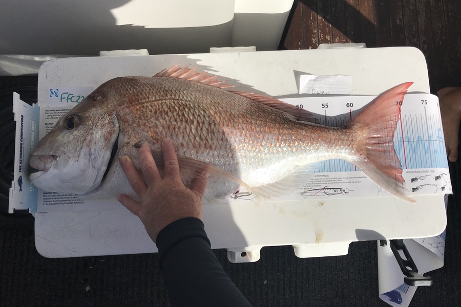 Anne Lindsay caught this 68.0cm Snapper at Motu tapu during The OBC Fishing Competition