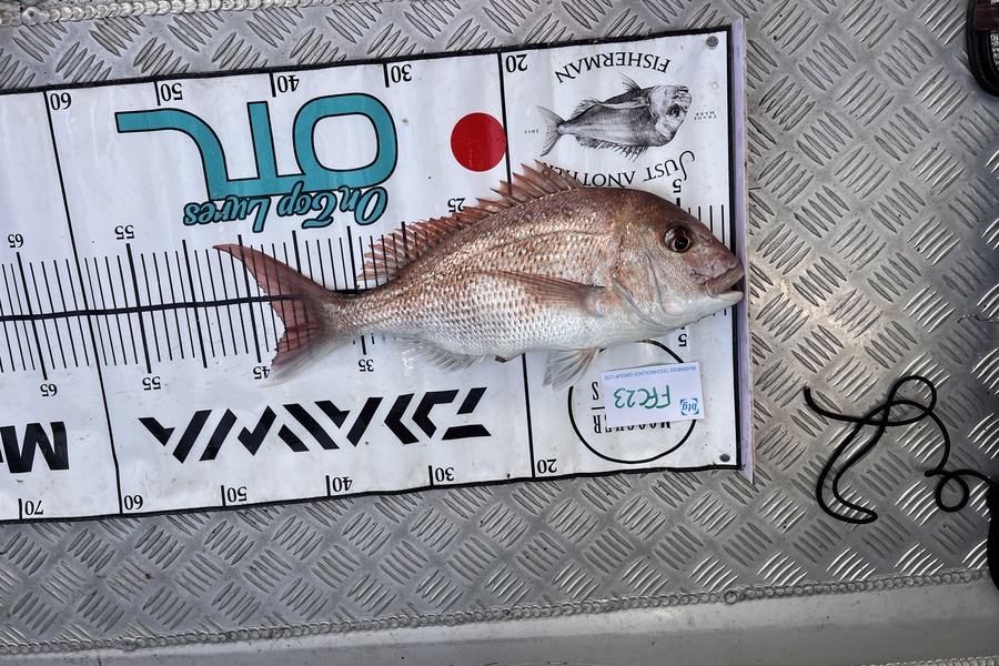 Aarron Styles caught this 42.0cm Snapper at Man o war during The OBC Fishing Competition