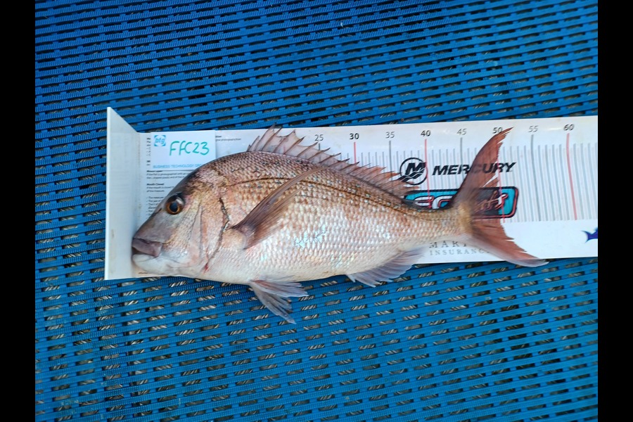 Philip Mackey caught this 49.5cm Snapper at David rock  during The OBC Fishing Competition