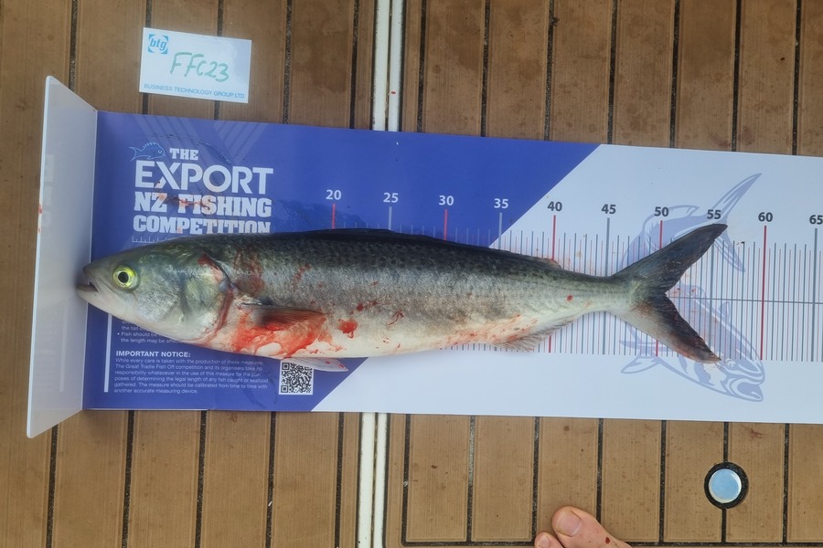 Igor Styvhinsky caught this 51.0cm Kahawai at Rangitoto during The OBC Fishing Competition