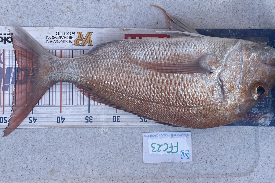 Brendan Lochead caught this 47.5cm Snapper at Rakino channel during The OBC Fishing Competition