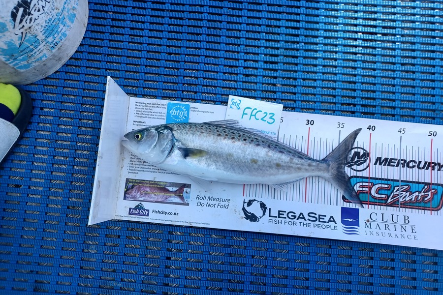 Philip Mackey caught this 36cm Kahawai at Motutapu during The OBC Fishing Competition