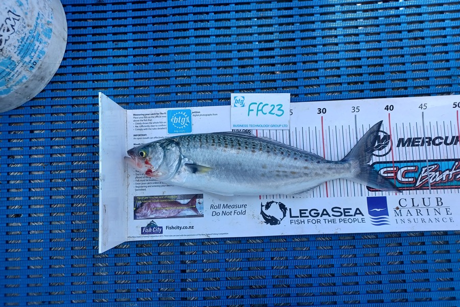 Philip Mackey caught this 36.5cm Kahawai at Motutapu during The OBC Fishing Competition