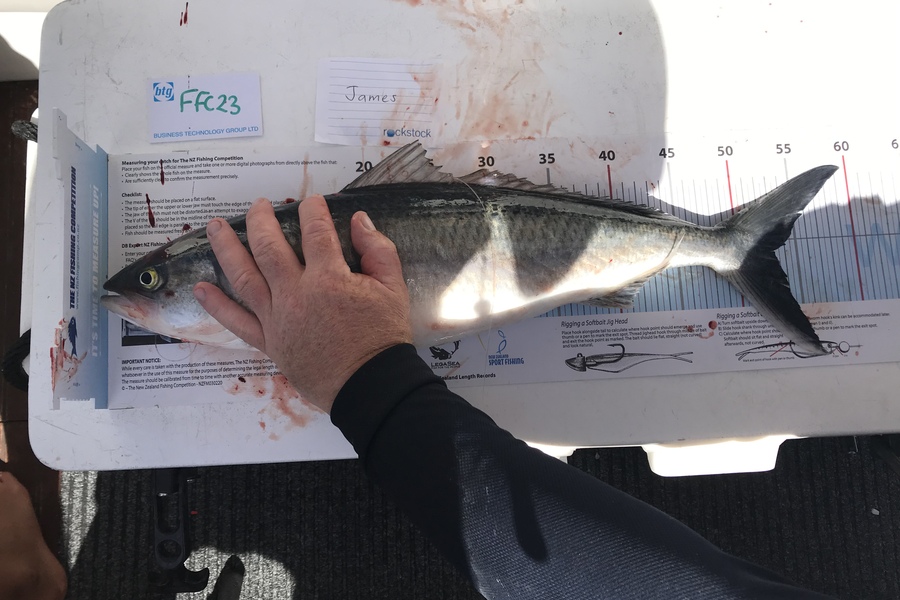 Anne Lindsay caught this 52.5cm Kahawai at Rakino during The OBC Fishing Competition