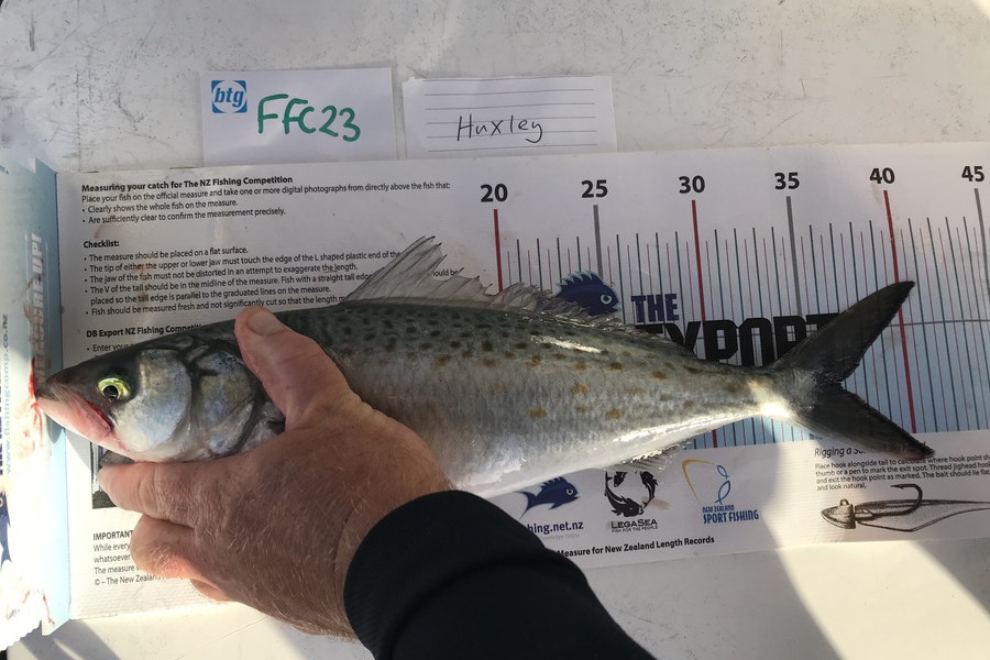 Anne Lindsay caught this 36.5cm Kahawai at North head  during The OBC Fishing Competition