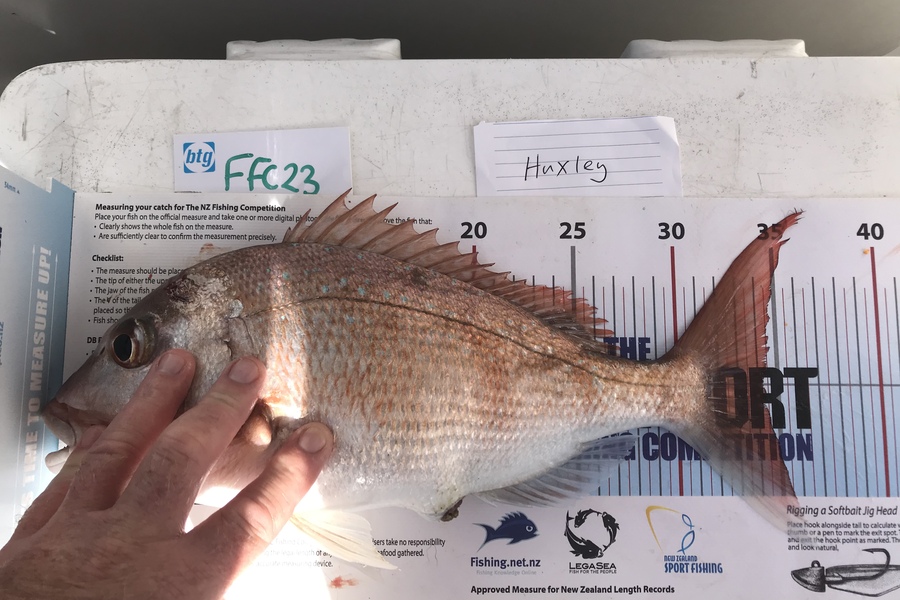Anne Lindsay caught this 34.0cm Snapper at Rakino during The OBC Fishing Competition