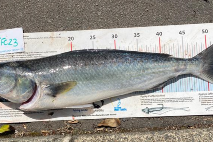 Craig Marsom caught this 52.0cm Kahawai at Rakino during The OBC Fishing Competition